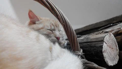 Close-up of a sleeping red cat Stock Photos