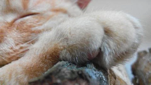 Close-up of a sleeping red cat Stock Photos