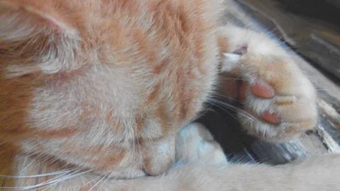 Close-up of a sleeping red cat Stock Photos