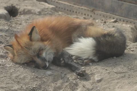 Close up Sleeping Red Fox Stock Photos