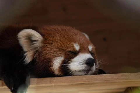 Close up sleeping red panda, lesser panda Stock Photos