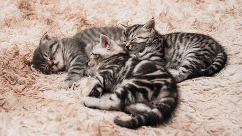 Close-up of sleeping striped kittens, on a fluffy blanket. A little furry f.. Stock Photos