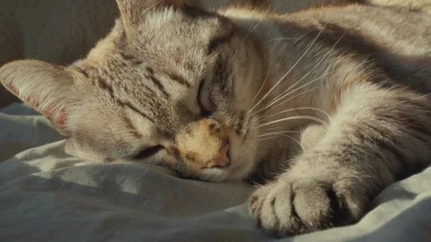 Close up of a sleeping tabby cat cozy on a bed in warm sunlight Stock Footage 345812200