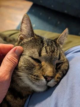 Close-Up of Sleeping Tabby Cat with Human Hand Fotos de archivo