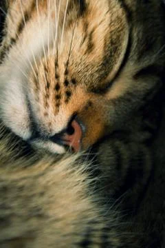 Close-up of a sleeping tabby cat. Stock Photos