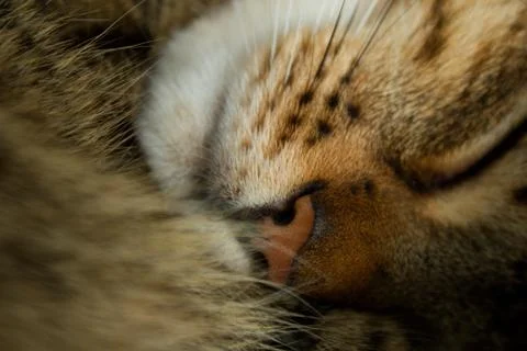 Close-up of a sleeping tabby cat. Stock Photos
