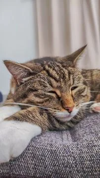 Close up of a sleeping tabby cat Stock Photos
