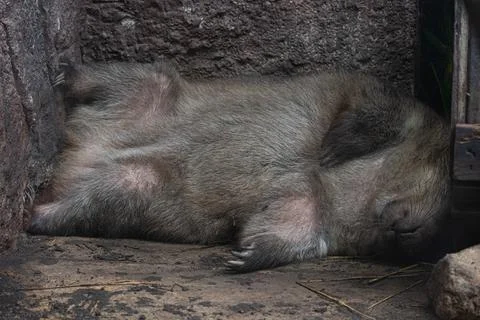 Close up sleeping wombat Stock Photos