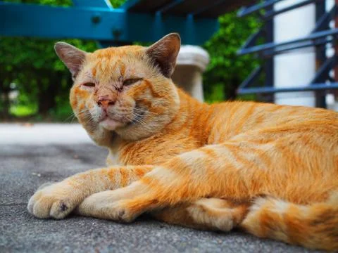 Close up sleeping yellow tiger pattern stray cat on cement floor Foto stock