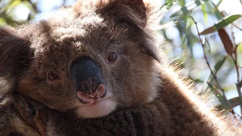 Close up of sleepy, back lit wild koala bear resting in eucalyptus mallee tree Stock Footage 123807715