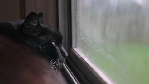 Close-up of sleepy black cat with yellow eyes looking out of window Stock Footage 149228745