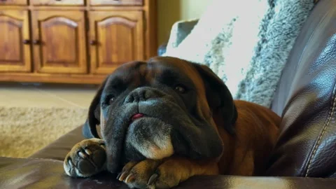 Close-Up of a Sleepy Boxer Dog Waking Up and Blinking. Stock Footage 346440547