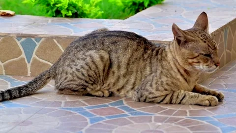 Close-up of a Sleepy Brown Tabby Cat Resting on an Outdoor Tiled Patio Video stock 340142348