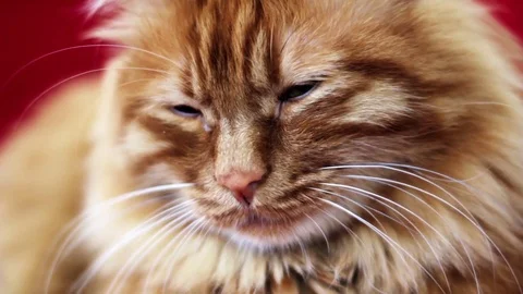 Close up Sleepy cat face Stock Footage 74399381