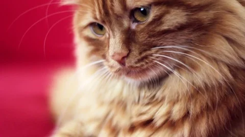 Close up sleepy cat face Stock Footage 74399736