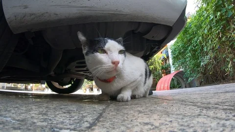 Close up Sleepy Cat falling asleep under car Stock Footage 98824093
