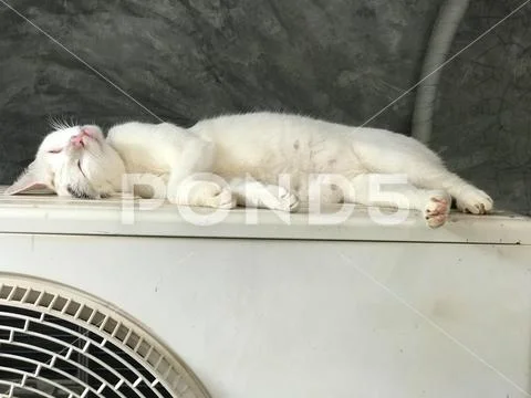 A close up of a sleepy cute white cat sleeping on an air conditioning unit Stock Photos