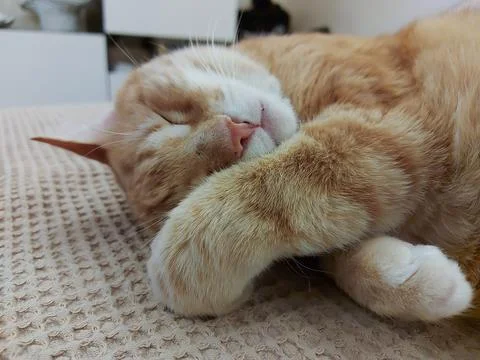 Close-up of a sleepy ginger cat Stock Photos