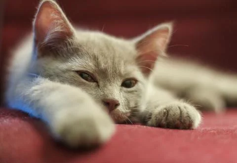 Close-up of a sleepy grey kitten lying down on a red surface with its paw str Stock Photos