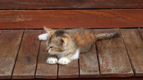 Close-up of a sleepy kitten Stock Footage 336829481