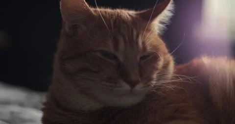 Close-up of a sleepy orange tabby cat resting comfortably indoors Stock Footage 339068429