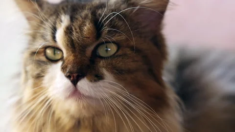 Close up of a sleepy Persian cat, slow motion video Stock Footage 249059178