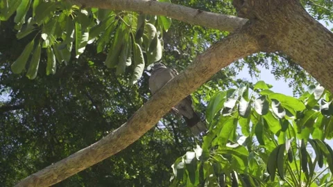 Close-up of a sleepy pigeon on a tree branch Видео 150675792