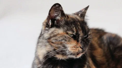 Close-up of a sleepy tortoiseshell cat lying down and adjusting itself. Stock Footage 103177125