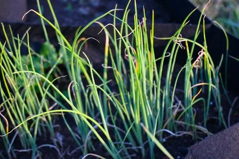 Close-up of slender green grass or herb shoots growing from dark soil. The na Fotos Stock
