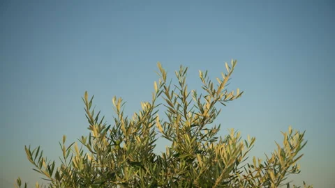 Close-up of slender olive tree branches with narrow green leaves reaching a.. Stock Footage 346754115