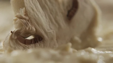 Close-up of slice of champignon dipped in creamy sauce. Slow motion video Stock Footage 116605820