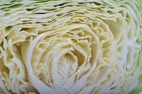 A close up of a sliced cabbage showing the texture of the cabbage Fotos Stock