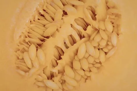 Close-up of sliced pumpkin with seeds inside Stock Photos