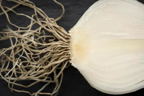 Close up of a sliced spring onion. Stock Photos