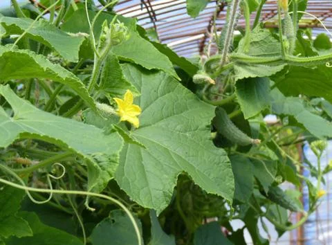 Close Up of Slicing Cucumber Flower Stock Photos