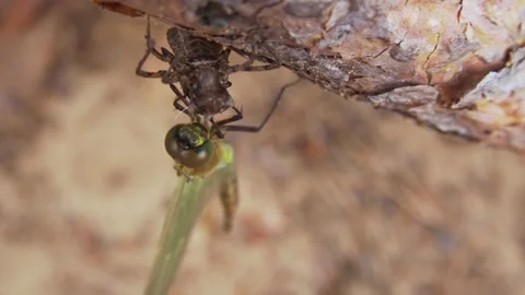 Close up slide shot of dragonfly sitting on his own larva 4K Stock Footage 133944630