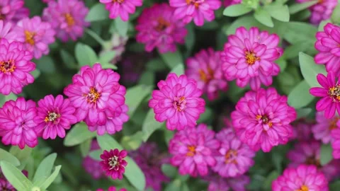 Close-up slide view of beautifully growing pink flowers Stock Footage 155179085