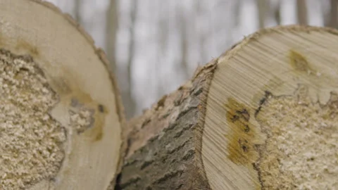 Close-up slider of felled tree logs cross-sections, export wood Stock Footage 240919201