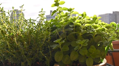 Close-up slider move along a pot of thyme in front. Sunlight appears through the 스톡 동영상 129767553