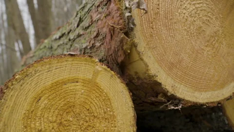 Close-up slider shot of cross-sections of harvested tree logs in woods Stock Footage 240918786