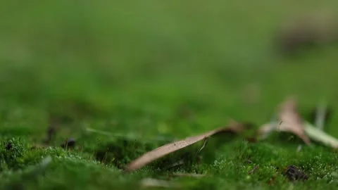 Close-up slider shot of green moss growing in forest Stockbeeldmateriaal 336308137