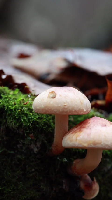 A Close-Up Slider Shot From Left To Right, Capturing Two Wild Mushrooms Growing  스톡 동영상 328344444