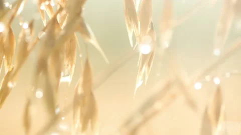 Close-up slider shot of light ripe spikelets of oats Stock Footage 145831043