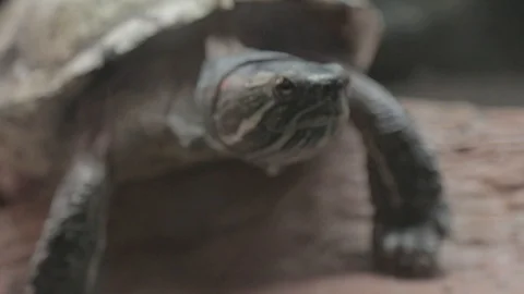 Close up of slider turtle. Stock Footage 102911020