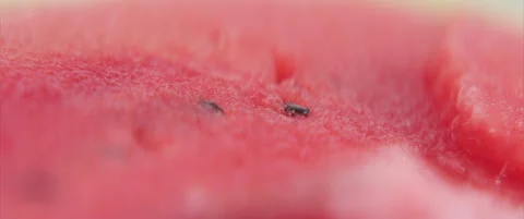Close-up sliding on Citrullus lanatus anamorphic 4K footage Stock Footage 313778681