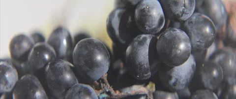 Close-up sliding by tasty grape berries 4K scope video Stock Footage 317802137