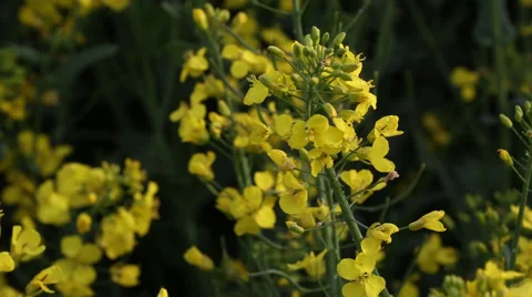 Close up sliding view across flower crops Stock Footage 50090103