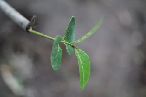 A close-up, slightly blurred shot captures the delicate details of a plant sp Stock Photos