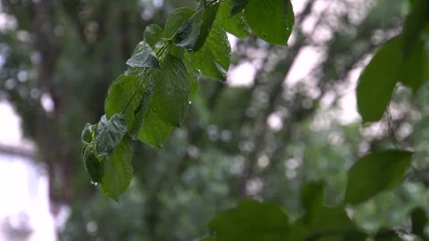 Close-up of a slightly curled green leaf with water droplets, taken outdoors Stock Footage 301116825