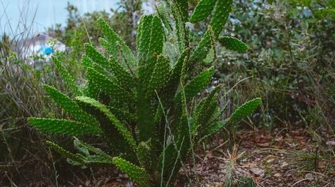 A close-up, slightly elevated outdoor shot of a vibrant green prickly pear ca Stock Photos